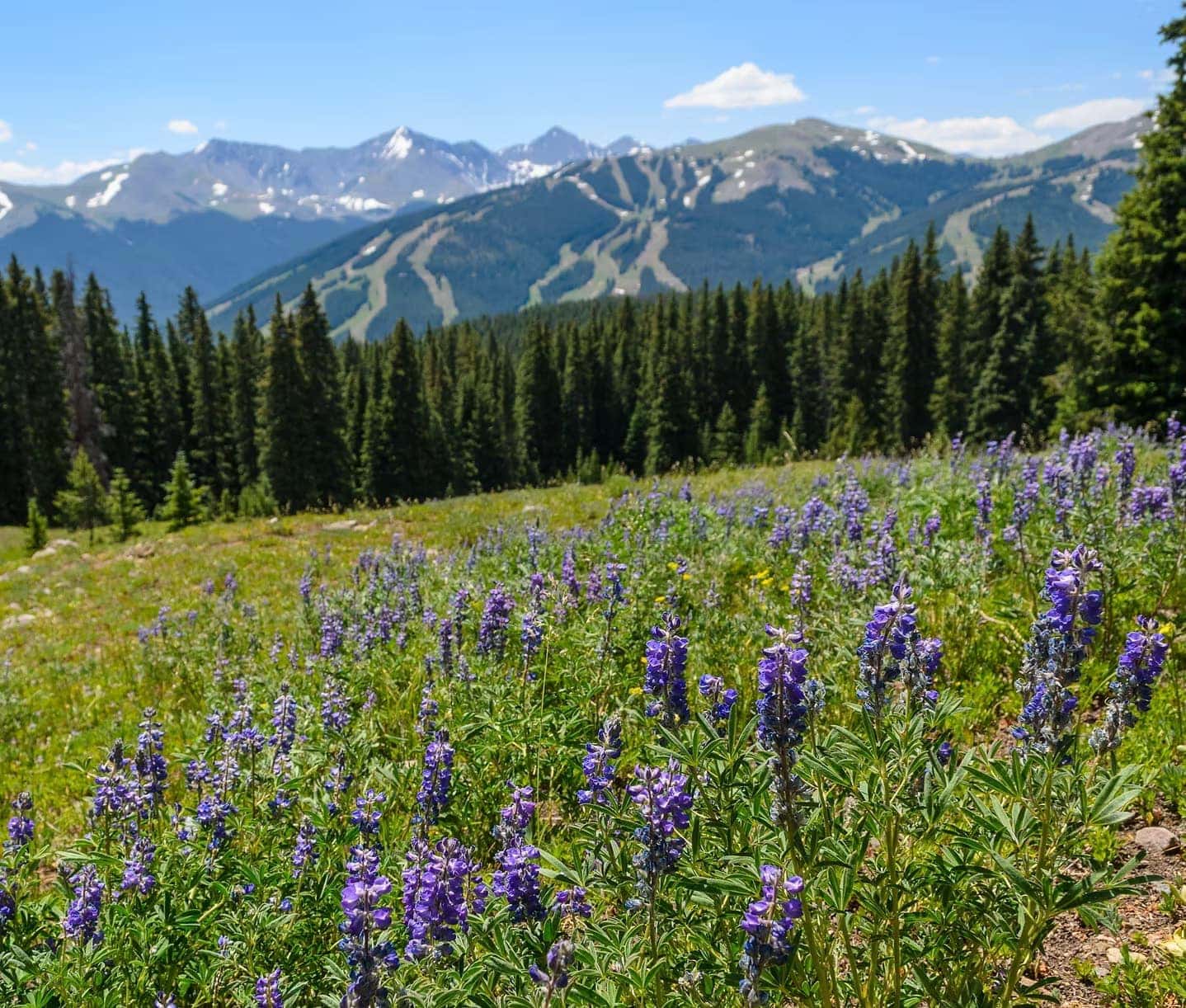Purple lupine wildflowers in alpine meadow with Copper Mountain ski runs and snow-capped peaks in background